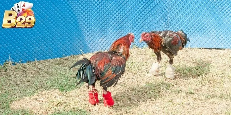 Nội dung khái quát về đá gà cựa sắt